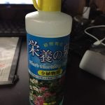 うすいエンドウの水耕栽培が急成長していく件